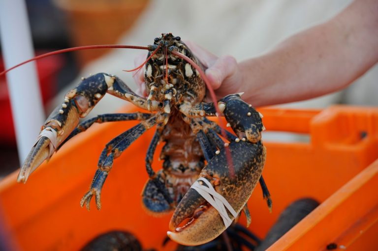 Lobster segar : Wajib coba di pesisir timur Kanada